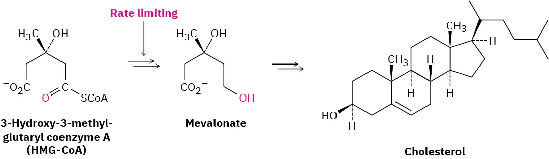 The biosynthesis of mevalonate from 3-hydroxy-3-methylglutaryl coenzyme A (HMG-coenzyme A) is shown to be  the rate-limiting step in the biosynthesis of cholesterol.