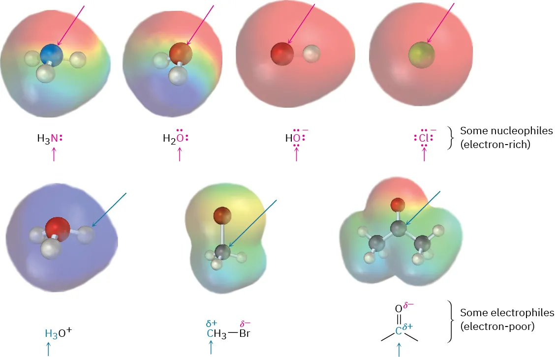 Electrostatic potential maps of nucleophiles ammonia, water, hydroxide ion, and chloride ion, and electrophiles hydronium ion, methyl bromide, and a carbonyl group.