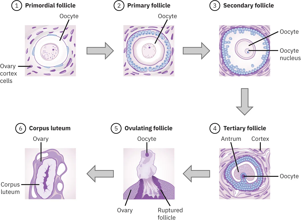 Folliculogenesis follicle generation: 1. primordial follicle, 2. primary follicle, 3. secondary follicle, 4. tertiary follicle, 5. ovulating follicle, and 6. corpus luteum.
