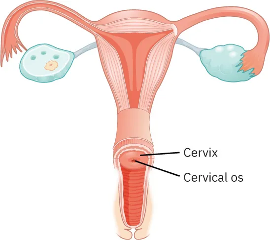 Anatomy of the female reproductive system, showing the uterus, fallopian tubes, ovaries, and a detailed view of the cervix and cervical os.