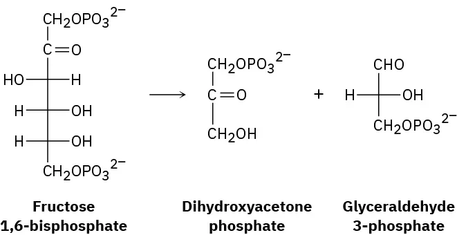 The conversion of fructose 1, 6- bisphosphate to glyceraldehyde 3-phosphate and dihydroxyacetone phosphate is a step in the glycolysis pathway for degrading carbohydrates.