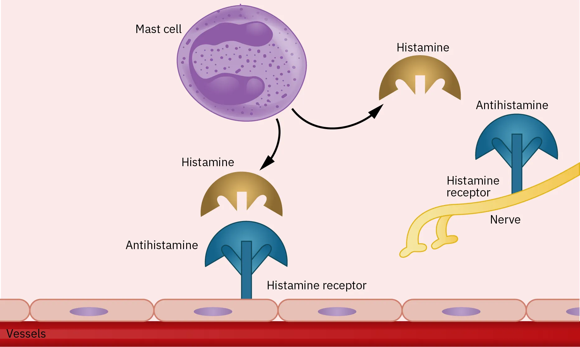 An antihistamine attaches to a histamine receptor on both nerve cells and vessels. This blocks the histamine that was released by the mast cell.