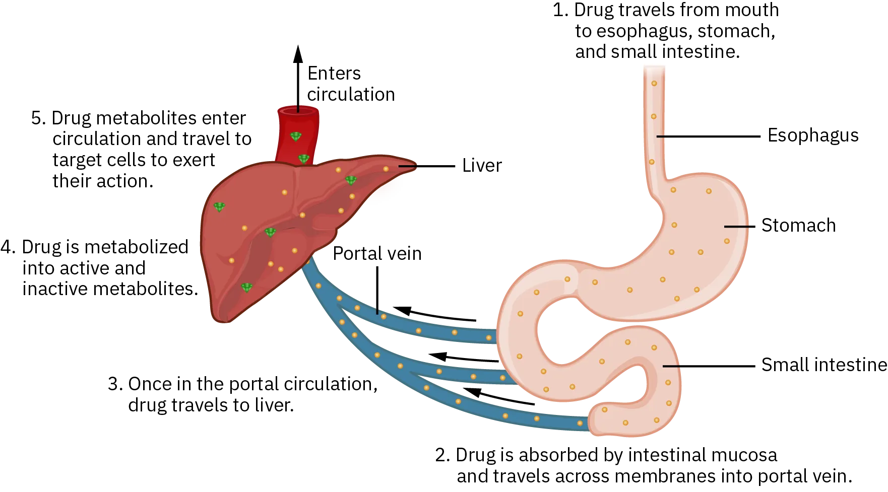 A diagram shows the first pass effect. First, the oral drug is taken by the patient. It moves from the stomach to the small intestine where it is absorbed by the intestinal mucosa. From there, the drug enters portal circulation and travels to the liver. On first pass through the liver, the drug is metabolized to less active forms. Less active drug metabolites leave the liver for distribution to tissues through the heart and systemic circulation.