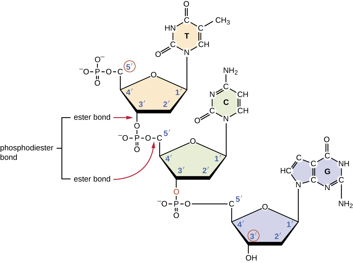 A nucleotide with a sugar in the center, the sugar is a pentagon with oxygen at the top point. Moving clockwise the carbons are numbered 1 (upper right) 2, (bottom right), 3 (bottom left), 4 (upper left) and 5 (projecting from carbon 4. Attached to carbon 1 is a base (thymine). Attached to carbon 5 is a phosphate group. Another nucleotide below has the same structure (other than that the base is C rather than T). The phosphate group attached to carbon 5 of the lower nucleotide is also attached to carbon 3 of the upper nucleotide. The lower nucleotide has an OH attached to its carbon 3. Another nucleotide has the OH group of its phosphate highlighted. A phospodiester bond forms when water is removed from these two OH groups. This results in a bond forming between carbon 3 of the nucleotide in the chain and the phosphate group attached to carbon 5 of the new nucleotide. This is called a phosphodiester bond.