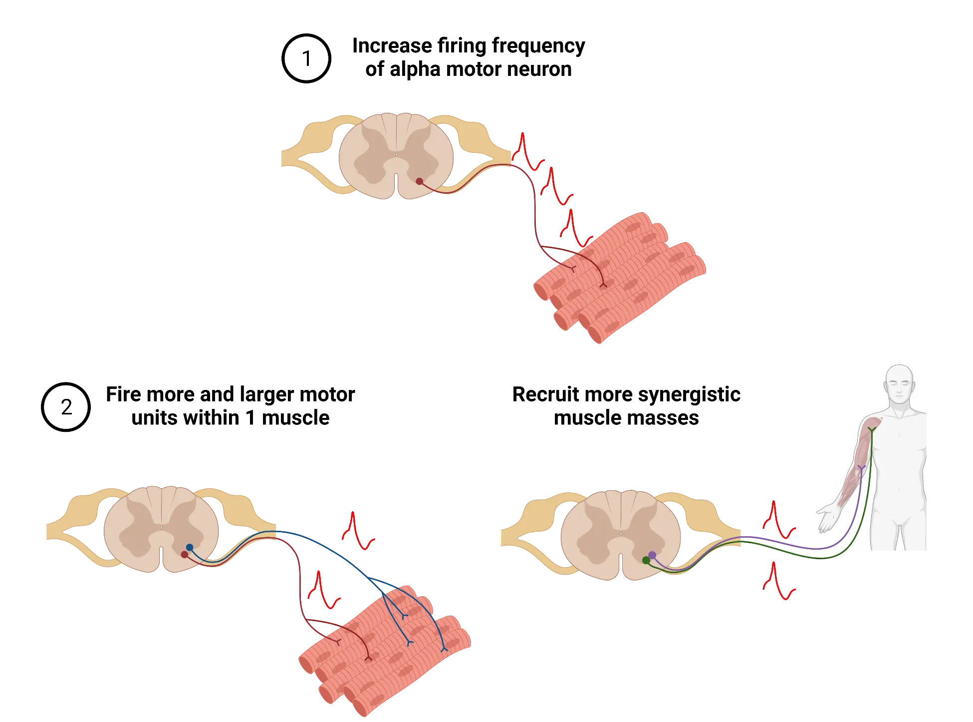 2 part diagram: 1) A diagram of a neuron in a coronal spinal cord ventral grey matter connecting to several muscle fibers. Many action potentials are symbolized as happening. Title: Increase firing frequency of alpha motor neuron. 2) Left: A diagram of 2 neurons in coronal spinal cord ventral grey matter connecting to several muscle fibers. Action potentials are symbolized as happening in both neurons. Title: Fire more and larger motor units within 1 muscle. Right: A diagram of 2 neurons in coronal spinal cord ventral grey matter connecting to two different muscles in a human arm. Action potentials are symbolized as happening in both neurons. Title: Recruit more synergistic muscle masses.