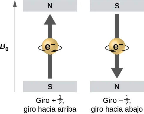 Este diagrama tiene una flecha que apunta hacia arriba a la izquierda y que está etiquetada como "B subíndice 0". A la derecha, se muestran dos esferas. La primera tiene un cuadrado gris en la parte superior etiquetado como "N" y un segundo cuadrado gris en la parte inferior etiquetado como "S". Una flecha curva apunta hacia la derecha a través de la superficie de la esfera y una flecha gris apunta hacia arriba a través del centro de la esfera. Esta esfera está etiquetada como "Espín más un medio, giro hacia arriba". La esfera que está justo a la derecha tiene un cuadrado gris encima etiquetado como "S" y un cuadrado gris debajo etiquetado como "N". Esta esfera tiene una flecha curva en su superficie que se dirige hacia la izquierda y una flecha gris que atraviesa el centro de la esfera y apunta hacia abajo. Esta esfera está etiquetada como "Espín negativo un medio, giro hacia abajo".