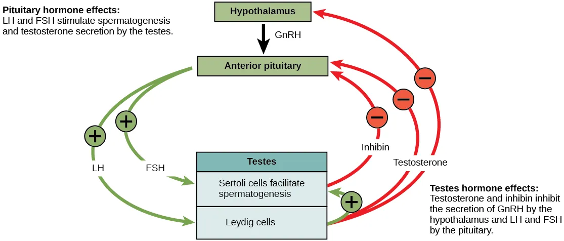 Hormonal control of the male reproductive system is mediated by the hypothalamus, anterior pituitary and testes. The hypothalamus releases GnRH, causing the anterior pituitary to release LH and FSH. FSH and LH both act on the testes. FSH stimulates the Sertoli cells in the testes to facilitate spermatogenesis and to secrete inhibin. LH causes the Leydig cells in the testes to secrete testosterone. Testosterone further stimulates spermatogenesis by the Sertoli cells, but inhibits GnRH, LH, and FSH production by the hypothalamus and anterior pituitary. Inhibin secreted by Sertoli cells also inhibits FSH and LH production by the anterior pituitary.