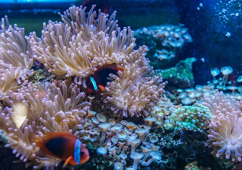 Two clownfish swim among the pale pink tentacles of sea anemones in a colorful coral reef aquarium, surrounded by various soft corals and marine life.