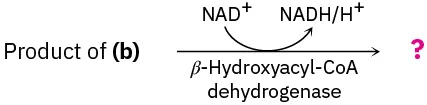 Product of (b) reacts in the presence of beta-hydroxyacyl CoA dehydrogenase and  nicotinamide adenine dinucleotide cation  to form an unknown product shown as a question mark.