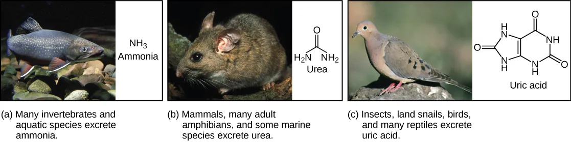 Part A shows a photo of a freshwater fish and states that many invertebrates and aquatic species excrete ammonia. The chemical structure of ammonia is upper case N upper case H subscript 3 baseline. Part B shows a photo of a wood rat and states that mammals, many adult amphibians, and some marine species excrete urea. The chemical structure of urea is shown. Urea has two upper N upper H subscript 2 baseline groups attached to a central carbon. An oxygen is also double-bonded to this central carbon. Part C shows a photo of a pigeon and states that insects, land snails, birds, and many reptiles excrete uric acid. The chemical structure of uric acid is shown. Uric acid has a six-membered carbon ring attached to a five-membered ring. Each ring has two upper N upper H groups embedded in it. An oxygen is double-bonded to each ring.