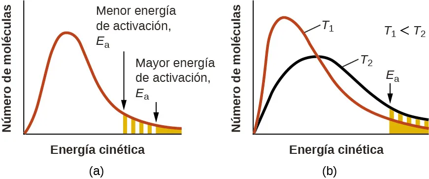 Se muestran dos gráficos, cada uno etiquetado con "Energía cinética" en el eje x y con "Fracción de moléculas" en el eje y. Cada uno de ellos contiene una curva con sesgo positivo indicada en rojo que comienza en el origen y se acerca al eje x en el lado derecho del gráfico. En a, una región pequeña bajo el extremo derecho de la curva está sombreada de naranja. Una flecha señala hacia abajo desde la parte superior de la curva hasta el extremo izquierdo de esta región, donde comienza el sombreado. Esta flecha está etiquetada como "Mayor energía de activación, E subíndice a". En b, aparece la misma curva roja y se dibuja una segunda curva en negro. También tiene un sesgo positivo, pero alcanza un valor máximo más bajo y adquiere un aspecto más amplio en comparación con la curva en rojo. En este gráfico, la curva roja está etiquetada como "T subíndice 1" y la curva negra como "T subíndice 2". En el espacio abierto de la parte superior derecha del gráfico aparece la etiqueta "T subíndice 1 menor que T subíndice 2". Al igual que en el primer gráfico, la región bajo las curvas del extremo derecho está sombreada de color naranja y una flecha hacia abajo etiquetada como "E subíndice a" apunta el extremo izquierdo de esta región sombreada.