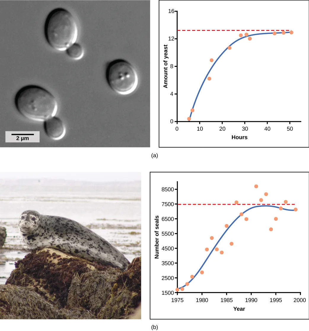 Graph (a) plots amount of yeast versus time of growth in hours. The curve rises steeply, and then plateaus at the carrying capacity. Data points tightly follow the curve. Graph (b) plots the number of harbor seals versus time in years. Again, the curve rises steeply then plateaus at the carrying capacity, but this time there is much more scatter in the data. A micrograph of yeast cells, which are oval in shape, and a photo of a harbor seal are shown.