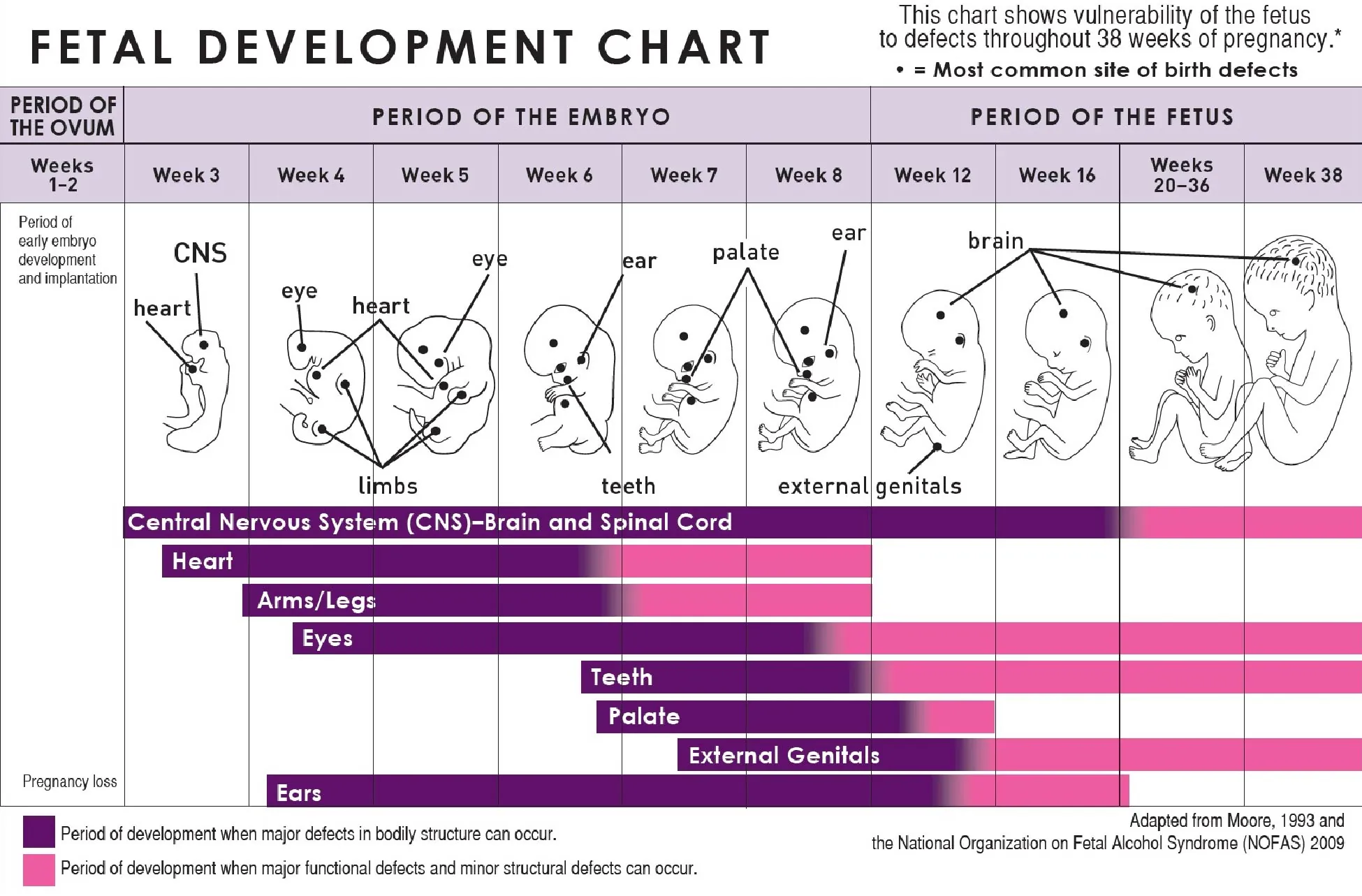 Fetal development chart showing the week of gestation each organ or structure is most vulnerable to teratogens