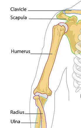Diagram of the human arm's skeletal structure, highlighting labeled bones: clavicle, scapula, humerus, radius, and ulna, on a white background.