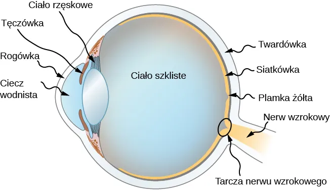 Figura przedstawia schemat ludzkiego oka. Z przodu oka znajduje się rogówka, za nią ciecz wodnista. Z tyłu komory, w której znajduje się ciecz wodnista znajduje się źrenica. Pomiędzy źrenicą a ciałem szklistym znajdują się włókienka obwódki rzęskowej. Ciało szkliste wypełnia gałkę oczną, która ma w przybliżeniu okrągły kształt. Z tyłu oka znajduje się najbardziej zewnętrzna warstwa nazywana twardówką. Pod nią, wewnątrz gałki leży siatkówka. Na siatkówce znajduje się zagłębienie, zwane dołkiem. Oko połączone jest z nerwem wzrokowym, w miejscu, w którym nerw łączy się z gałką występuje tarcza nerwru wzrokowego.