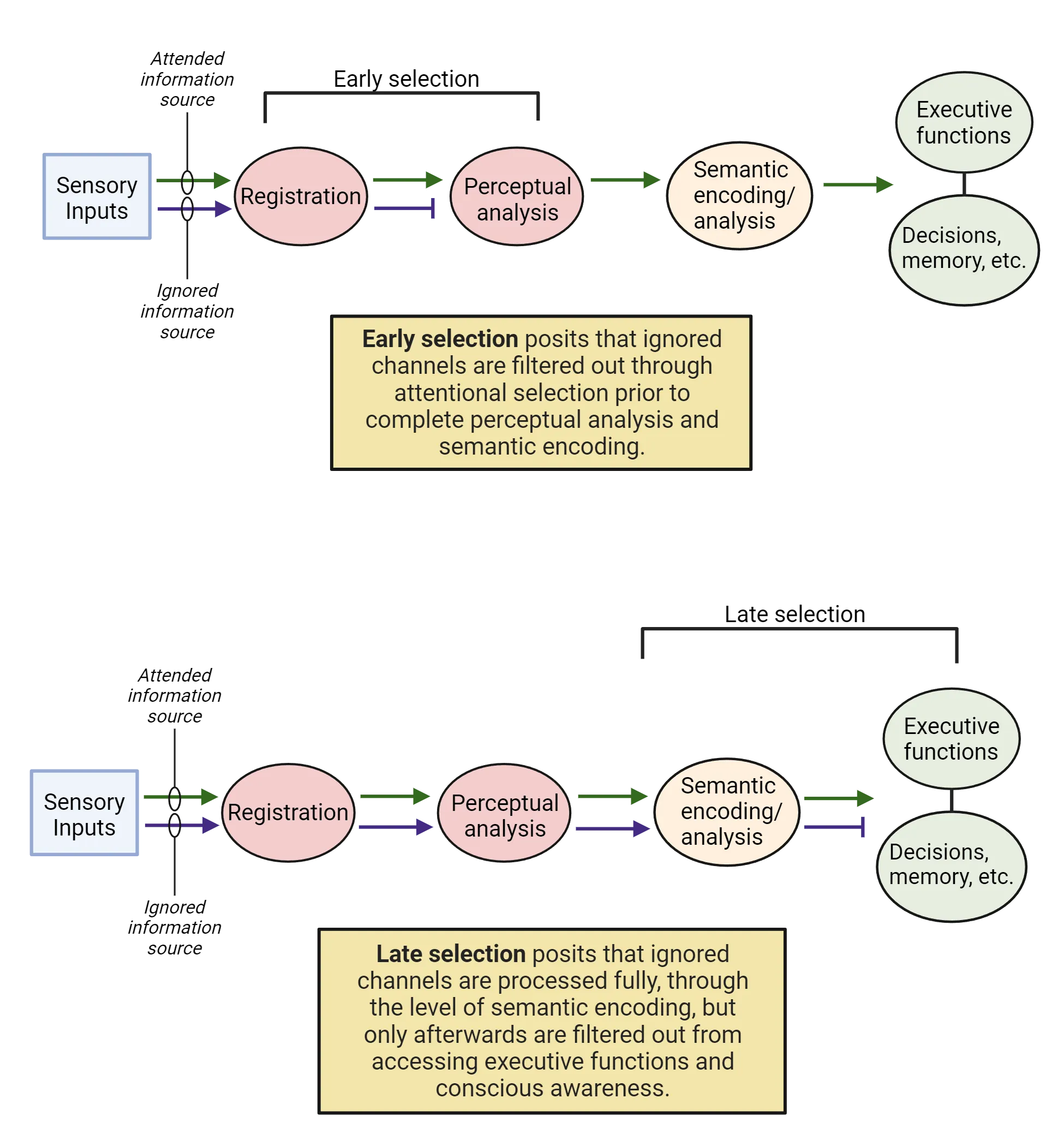 Top: A flowchart of early selection. Attended and unattended sensory inputs go to registration but only attended information passes to perceptual analysis and then onto semantic encoding and executive functions/decisions, memory etc. Bottom: A flowchart of late selection. Attended and unattended sensory inputs go to registration then perceptual analysis and then onto semantic encoding. Only attended information then goes on to and executive functions/decisions, memory etc.