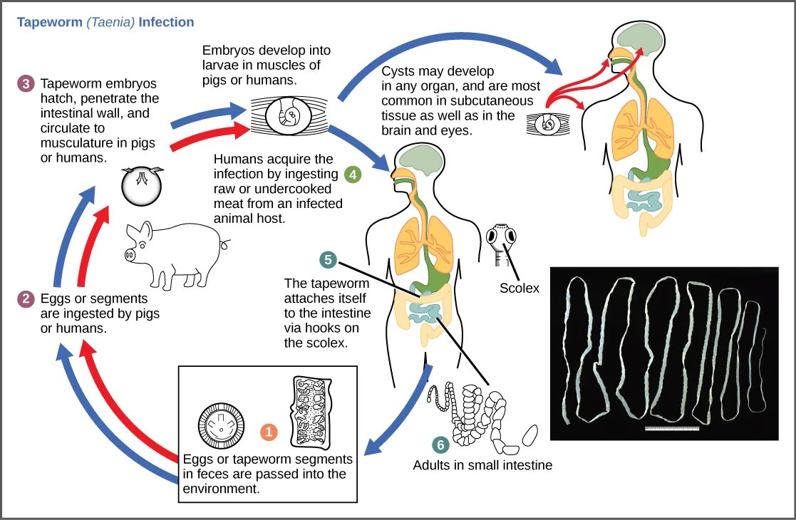 The life cycle of a tapeworm begins when eggs or tapeworm segments in the feces (1) are ingested by pigs or humans (2). The embryos hatch, penetrate the intestinal wall, and circulate to the musculature in both pigs and humans (3). This figure shows how humans may acquire a tapeworm infection by ingesting raw or undercooked meat (4). Infection may result in cysts in the musculature, brains, and eyes, or in tapeworms in the intestine. Tapeworms attach themselves to the intestine via a hook-like structure called the scolex (5). Adult tapeworms are then present in the small intestine (6). Tapeworm segments and eggs are excreted in the feces, completing the cycle.