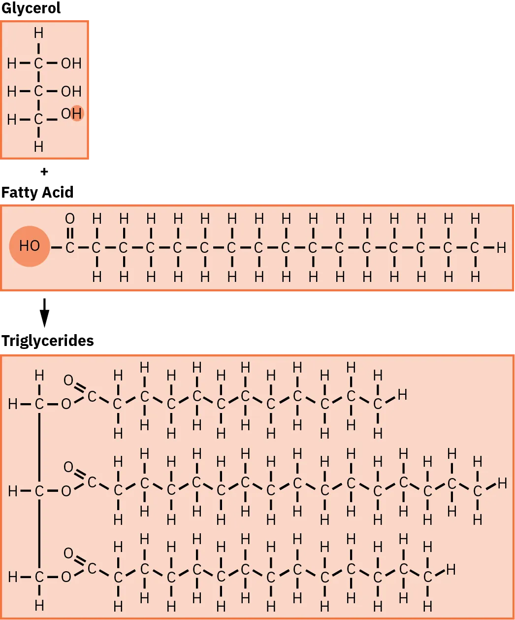 A diagram shows how triglycerides are a combination of glycerol and fatty acids. The molecular chain is shown for glycerol, fatty acids, and triglycerides.