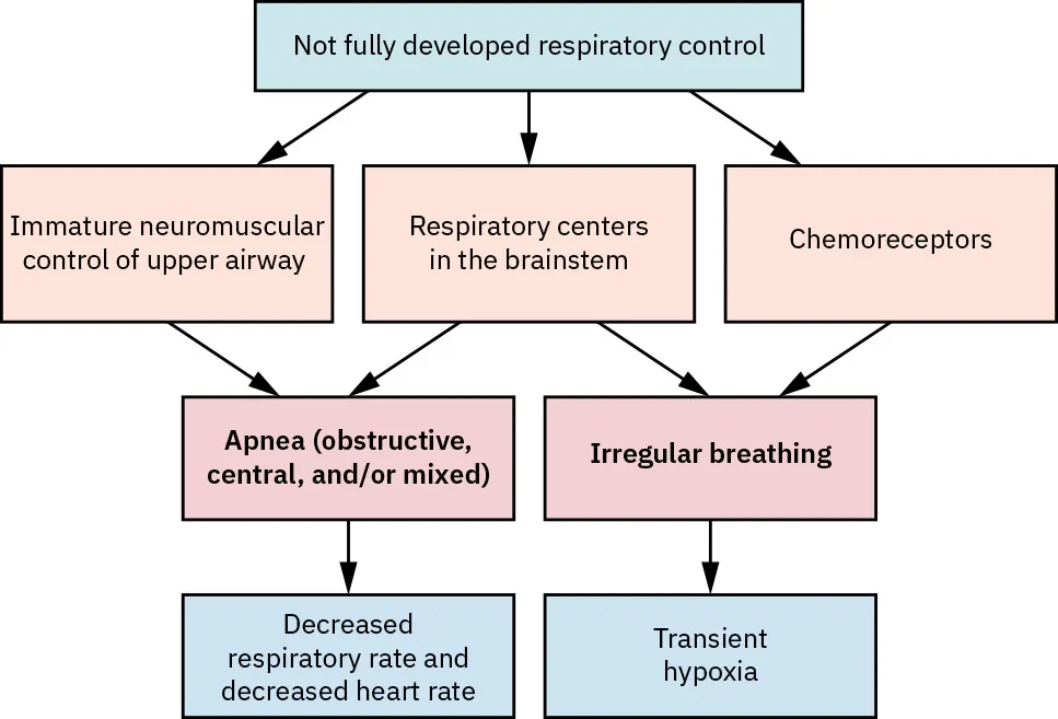 Diagram showing the concept of not fully developed respiratory control caused by three factors: immature neuromuscular control of upper airway, respiratory centers in the brainstem, and chemoreceptors. The factors lead to outcomes: apnea (obstructive, central, or mixed), which can cause decreased respiratory rate and decreased heart rate; and irregular breathing, which can lead to transient hypoxia.