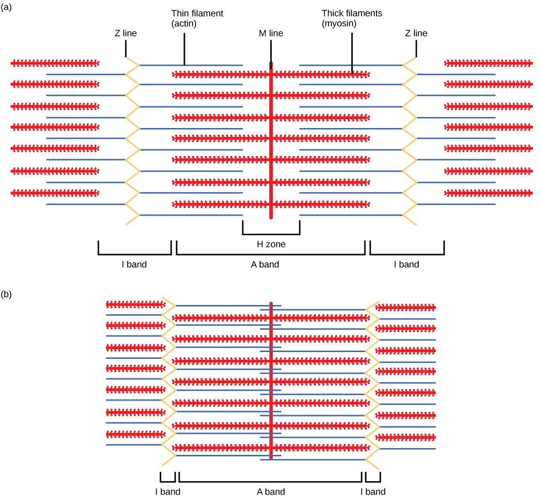 Part A of the illustration shows a relaxed muscle fiber. Two zigzagging Z lines extend from top to bottom. Thin actin filaments extend left and right from each Z line. Between the Z lines is a vertical M line. Thick myosin filaments extend left and right from the M line. The thick and thin filaments partially overlap. The A band represents the length that the thick filaments extend from both sides of the M line. The I band represents the part of the thin filaments that does not overlap with the thick filaments. Part B shows a contracted muscle fiber. In the contracted fiber, the thick and thin filaments completely overlap. The A band is the same length as in the uncontracted muscle, but the I band has shrunken to the width of the Z line.