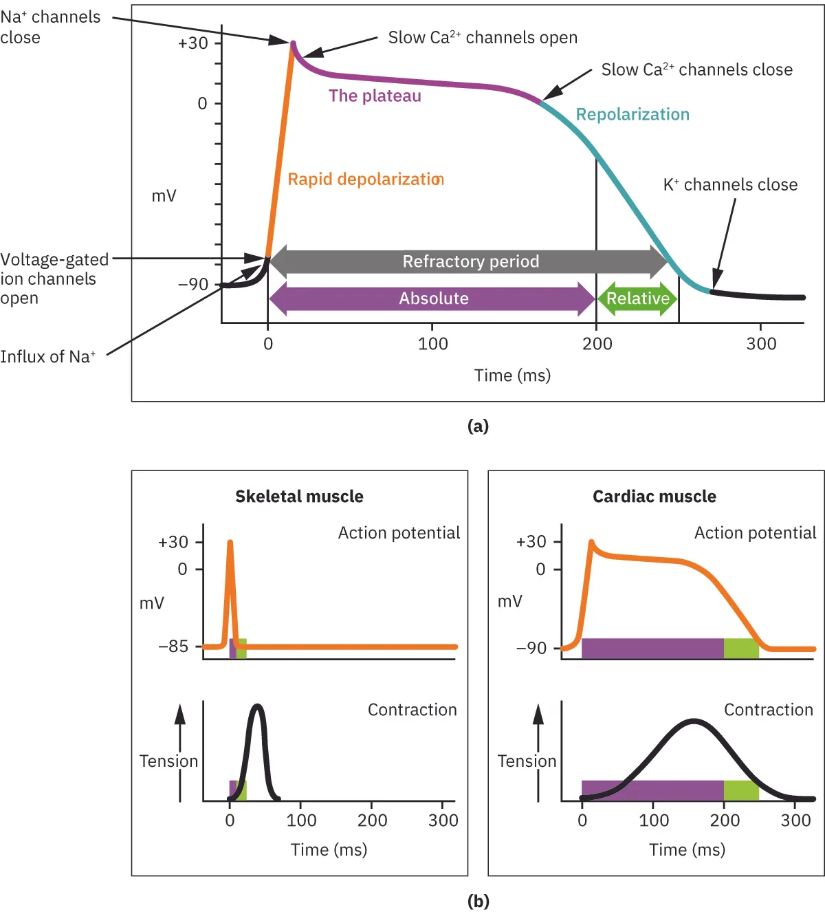 The left diagram shows the long plateau phase caused by the influx of calcium ions. The right diagram shows the action potential of heart muscle compared to skeletal muscle.