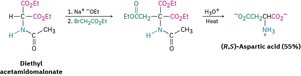 Diethylacetamidomalonate reacts with sodium ethoxide and ethyl-2-bromoacetate to form a triester. This reacts with hydronium ion in the presence of heat to form (R, S)-aspartic acid in 55 percent yield