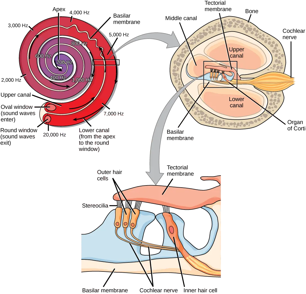 A series of three illustrations are shown. The top illustration shows a cochlea, which is shaped like a snail shell with two parallel chambers, the upper chamber and the lower chamber, coiling from the outside in. These chambers are separated by a flexible membrane basilar membrane. The oval window covers the inner of these parallel chambers. Sound waves enter here, and travel to the middle, or apex, of the coil. The membrane separating the two chambers gets thinner from the outside in, such that is vibrates at different sound frequencies, about 20,000 hertz on the outside and about 200 hertz on the inside. Sound then travels back out through the lower chamber, and exits through the round window. The middle illustration shows a closer view of a cross-sectional image of the cochlea. A roughly circular shape has a roughly circular bone exterior, with the middle portion of the circle divided into four major areas. Two of these are spaces labeled “upper canal” and “lower canal.” In the middle is the organ of Corti, and extending from the middle out through the outer bone area is the cochlear nerve, which extends from the middle as a thin tube and then bulges into a larger oval shape as it extends through the bone. The bottom illustration is an enlarged image of the organ of Corti. In the view shown, the top section is a flattish pink area called the tectorial membrane. Extending beneath that membrane are three areas with hair-like connectors (stereocilia) that run from the membrane to the outer hair cells. The outer hair cells are shaped like rectangles with rounded corners. From the end of each protrudes a narrow tube: the cochlear nerve. These narrow tubes join to an inner hair cell, which looks similar to the outer hair cells but with its rectangular shape remaining a consistent width instead of narrowing into a nerve. At the bottom of the image, opposite the top tectorial membrane, is a basilar membrane.