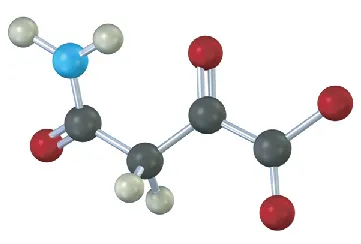 A ball-and-stick model of alpha-keto acid anion. A four-carbon chain with carboxylate at C 1, a ketone group at C 2, and at a carbonyl linked to amine.