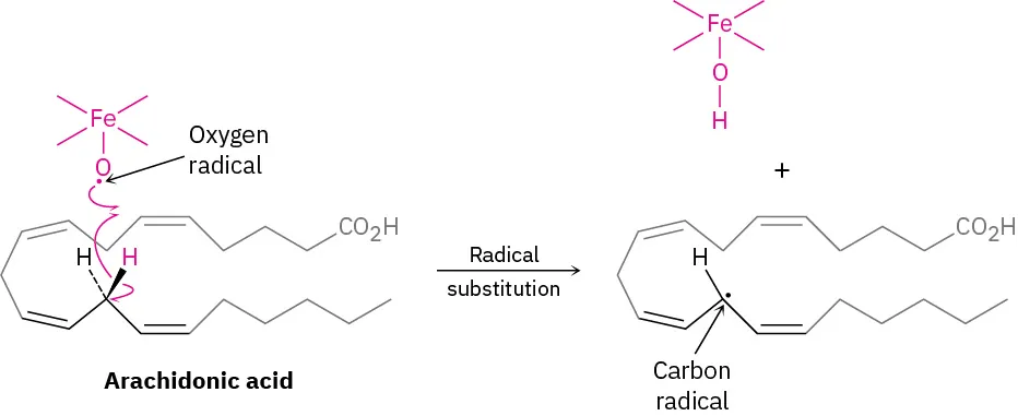 An oxygen radical species abstracts a hydrogen atom from arachidonic acid, leaving a carbon radical in the arachidonic acid.