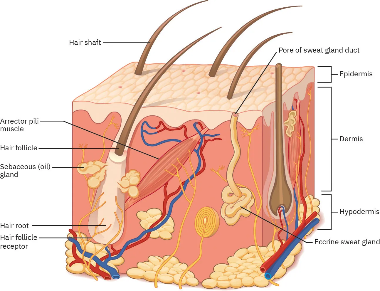 Diagram of skin with labels showing hair shaft, arrector pili muscle, hair follicle, sebaceous (oil) land, hair root, hair follicle receptor, pore of sweat gland duct, epidermis, dermis, hypodermis, and eccrine sweat gland