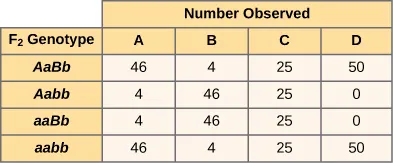 A table with four columns and four rows presents the number of each of four categories observed for four F 2 genotypes. From left to right, the columns representing number observed are labeled A through D. The column containing the row headings is labeled F 2 genotype. The data in the rows is as follows. Row 1 F 2 genotype uppercase A lowercase a uppercase B lowercase b: number of uppercase A 46, number of uppercase B 4, number of uppercase C 25, number of uppercase D 50. Row 2 F 2 genotype uppercase A lowercase a lowercase B lowercase B: number of uppercase A 4, number of uppercase B 46, number of uppercase C 25, number of uppercase D 0. Row 3 F 2 genotype lowercase a lowercase a uppercase B lowercase B: number of uppercase A 4, number of uppercase B 46, number of uppercase C 25, number of uppercase D 0. Row 4 F 2 genotype lowercase a lowercase a lowercase b lowercase b: number of uppercase A 46, number of uppercase B 4, number of uppercase C 25, number of uppercase D 50.