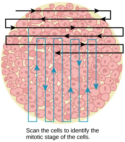 Left: This figure shows an illustration of whitefish blastula cells with a scanning pattern from right to left, and from top to bottom.