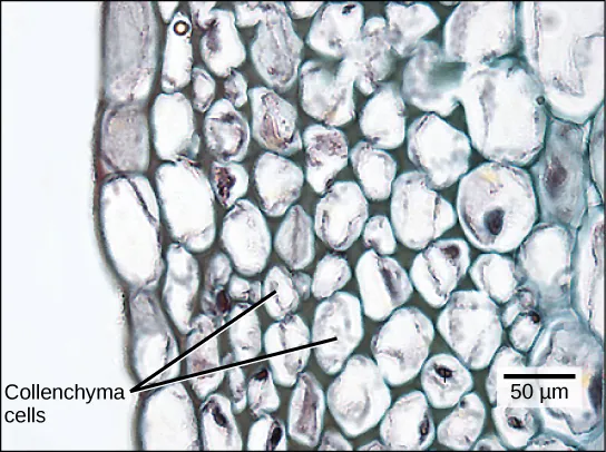 Micrograph shows collenchyma cells, which are irregularly shaped and 25 to 50 microns across. The collenchyma cells are adjacent to a layer of rectangular cells that form the epidermis.