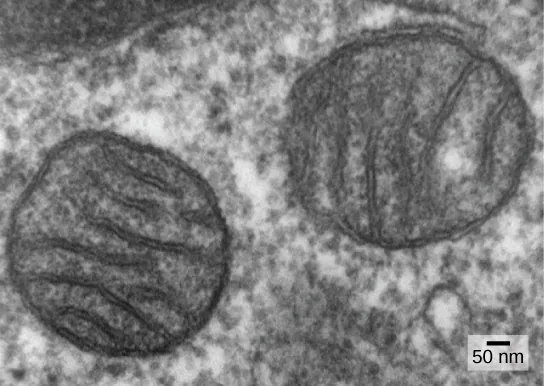 This micrograph shows two round, membrane-bound organelles inside a cell. The organelles are about 400 nanometers (about 0.4 microns) across and have membranes running through the middle of them.
