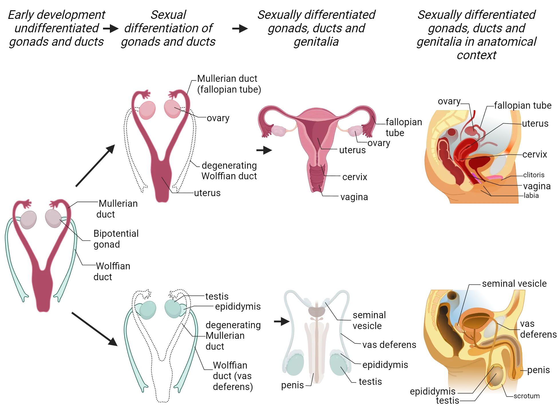 Diagrams of steps in differentiation of gonads and sex organs. Bipotential gonads develop into ovaries or testes. Mullerian ducts survive in females and become uterus, fallopian tube. Wolffian ducts survive in males to become epididymis, seminal vesicle and vas deferens.