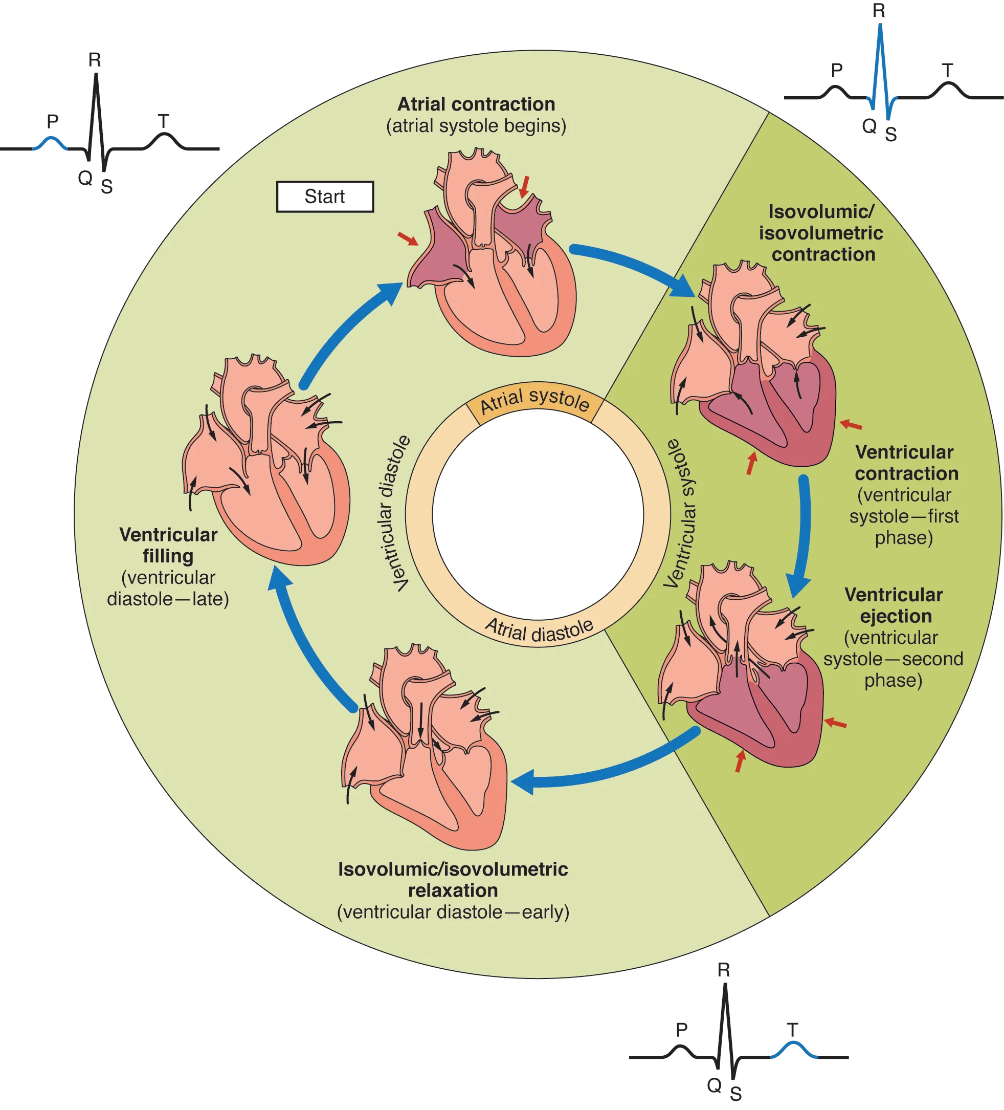 This pie chart shows the different phases of the cardiac cycle and details the atrial and ventricular stages.