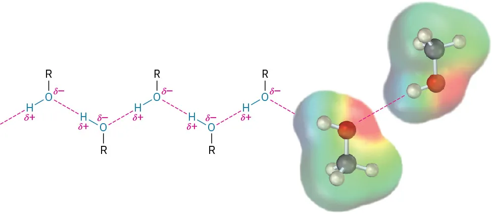 Hydrogen bonding in alcohols in which oxygen and hydrogen carry delta-negative and delta-positive charges, respectively. The figure shows hydrogen bonding between two ball-and-stick models of methanol in electrostatic potential map.