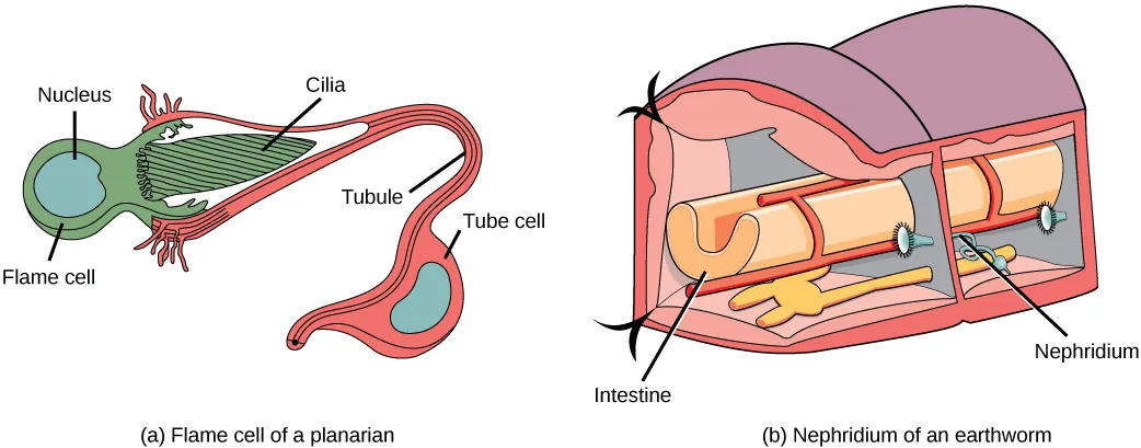 Illustration A shows a flame cell, which is bulb-shaped with cilia projecting from one end. The cilia form a point, like the tip of a paintbrush, inside a wide opening at the end of a tube cell. The tube cell narrows into a tubule, then widens into a body where the nucleus is located. The tubule continues past the cell body. Illustration B shows a cross section of an earthworm, which is segmented with walls separating each segment. The trumpet-like opening of a nephridium sticks out of the wall. Cilia surround the opening. Beyond the wall, the nephridium forms a tube that winds down to the ventral surface, where it connects with an opening to the exterior. Just above the opening the tube widens into a bladder.