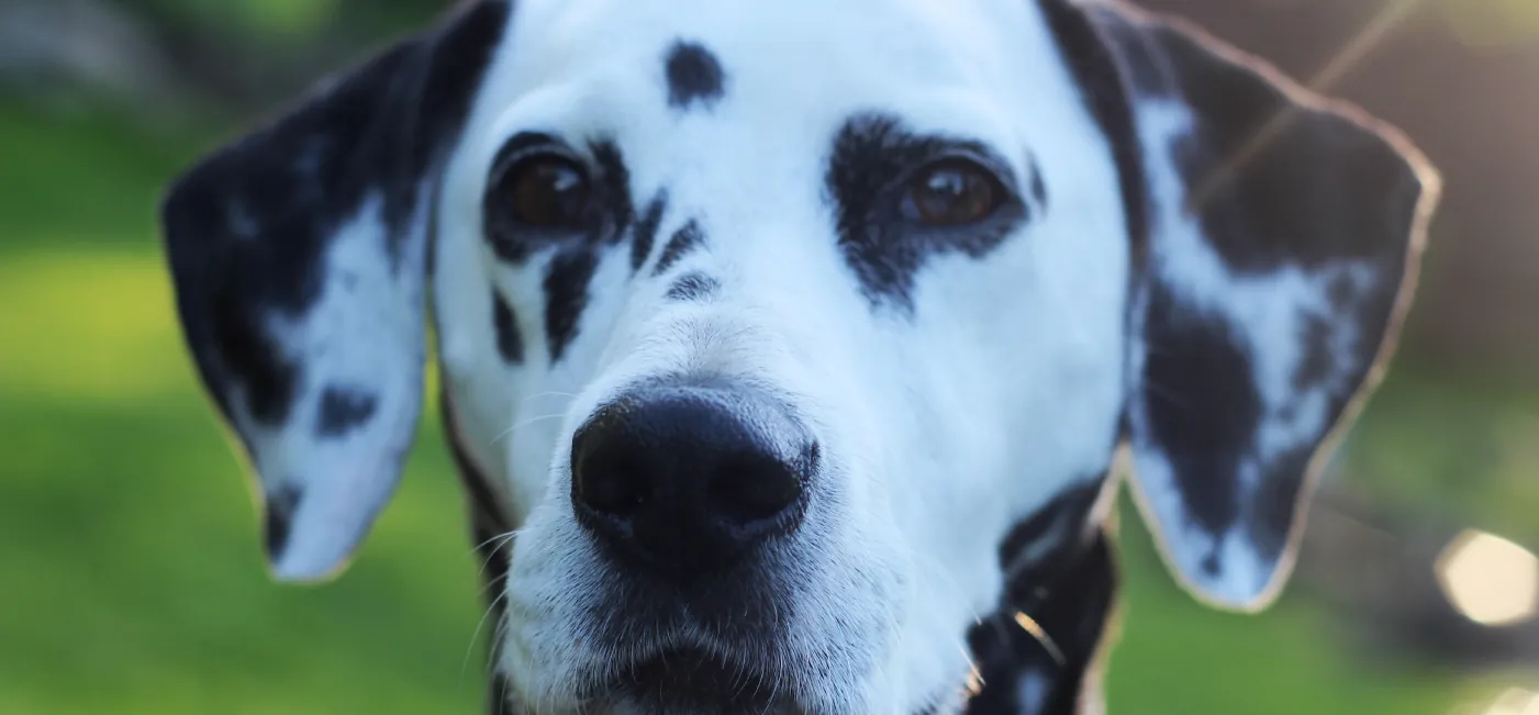This is a picture of a Dalmation dog covered in black spots. He is wearing a red color, appears to be in a nature setting, and there is a spout of water from a water fountain in the foreground.