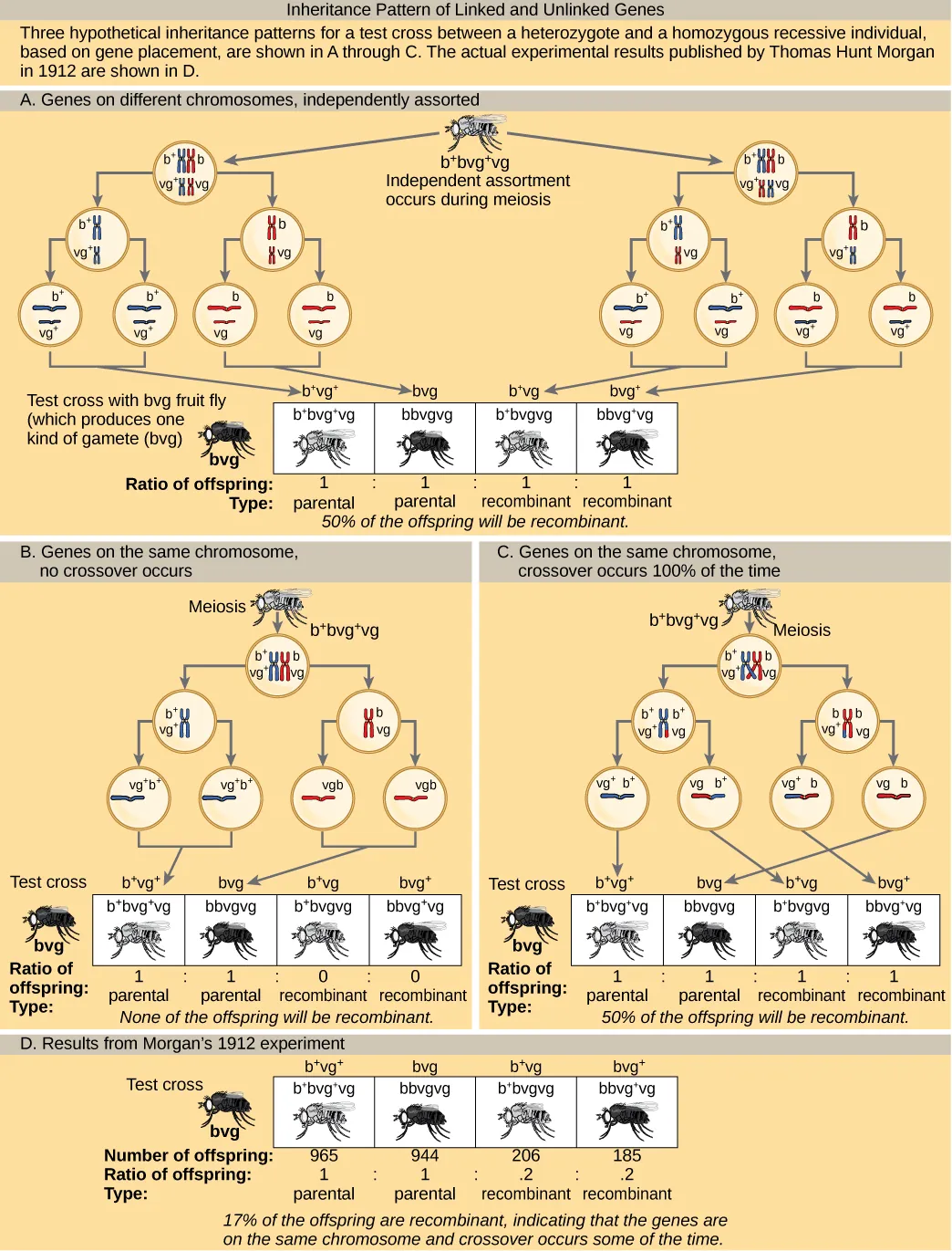 The illustration shows the possible inheritance patterns of linked and unlinked genes. The example used includes fruit fly body color and wing length. Fruit flies may have a dominant gray color lowercase b superscript +, or a recessive black color lowercase b. They may have dominant long wings lowercase v g superscript +, or recessive short wings, lowercase v g. Three hypothetical inheritance patterns for a test cross between a heterozygous and a recessive fruit fly are shown, based on gene placement. The actual experimental results published by Thomas Hunt Morgan in 1912 are also shown. In the first hypothetical inheritance pattern in part a, the genes for the two characteristics are on different chromosomes. Independent assortment occurs so that the ratio of genotypes in the offspring is 1 b + b v g + v g colon 1 b b v g v g colon 1 b + b v g v g colon 1 b b v g + v g, and 50% of the offspring are nonparental types. In the second hypothetical inheritance pattern in part b, the genes are close together on the same chromosome so that no crossover occurs between them. The ratio of genotypes is 1 b + b v g + v g colon 1. b b v g v g, and none of the offspring are recombinant. In the third hypothetical inheritance pattern in part c, the genes are far apart on the same chromosome so that crossing over occurs 100% of the time. The ratio of genotypes is the same as for genes on two different chromosomes, and 50% of the offspring are recombinant, nonparental types. Part d shows that the number of offspring that Thomas Hunt Morgan actually observed was 965 colon 944 colon 206 colon 185, which is b + b v g + v g colon b b v g v g colon b + b v g v g colon b b v g + v g. Seventeen percent of the offspring were recombinant, indicating that the genes are on the same chromosome and crossing over occurs between them some of the time.