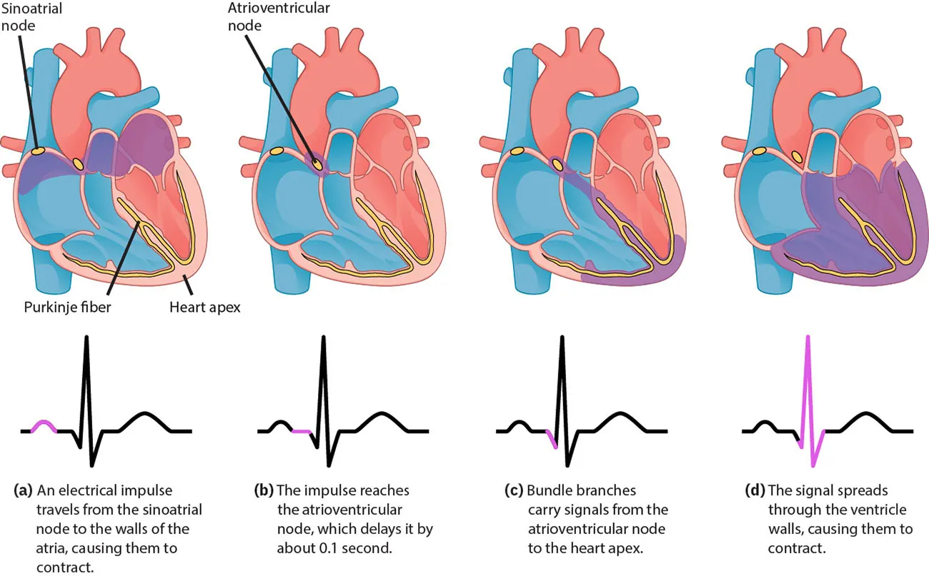 A diagram showing the different phases of the electrical impulses of the cardiac muscle.