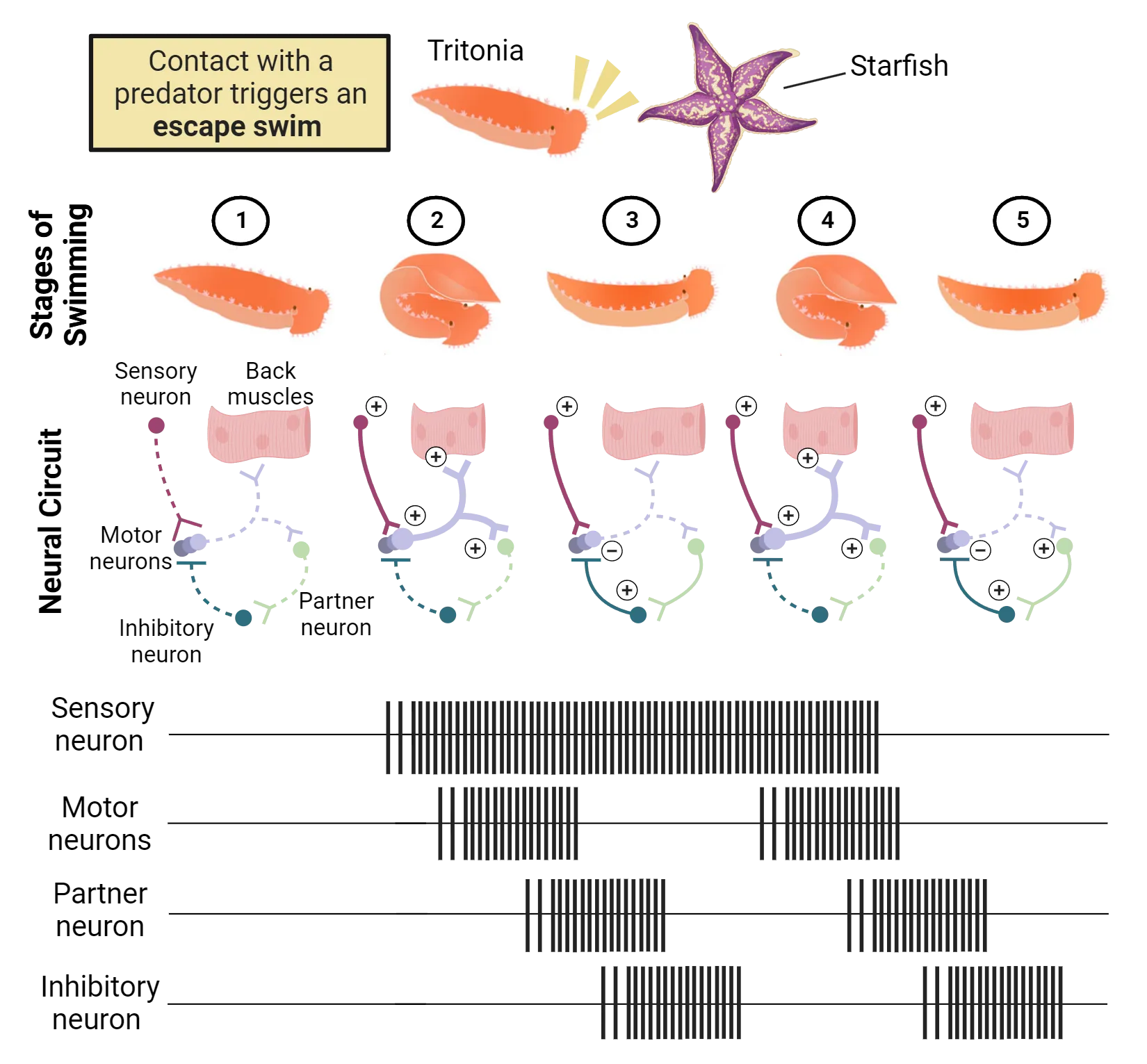 Top 1/3 of image: Drawing of a Tritonia and a starfish. Bottom 2/3 of image: Top: drawings of tritonis at different phases of its escape swimming response. Middle: Diagram of the neural circuit mediating the swim response, showing which neurons are firing at each step.. Bottom:  Line diagrams representing firing of the different neurons of the swim circuit at each phase of the swim response.