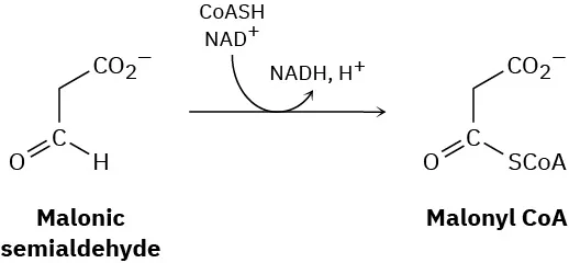The oxidation reaction of malonic semialdehyde gives malonyl-coenzyme A. Co A S H is involved and N A D plus gets converted to N A D H and H plus.