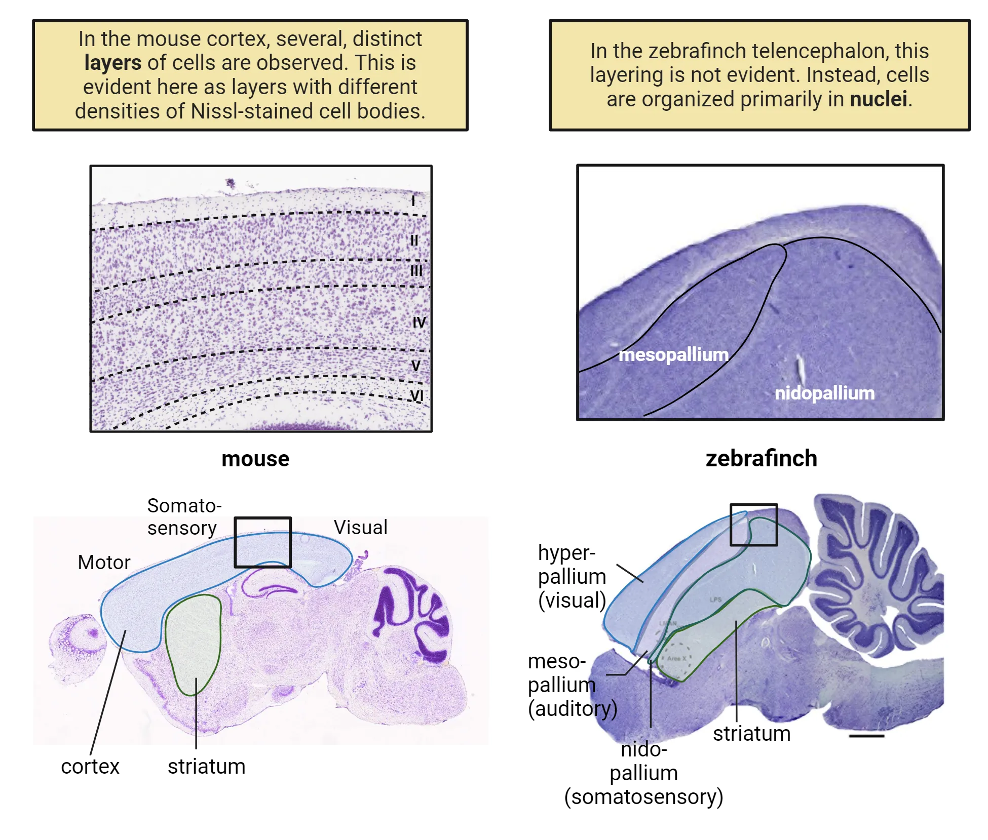 Four-part image. 1) Microscopy image of mouse cortex labeled with purple Nissl-stained cell bodies stain to show several, distinct layers of cells. 2) Microscopy image of zebrafinch cortex labeled with purple Nissl-stained cell bodies stain to show nuclei (large curved regions) rather than layers. 3) A microcopy image of an entire sagittal slice of mouse brain with labels for motor cortex, somatosensory cortex and visual cortex going from rostral to caudal on the dorsal surface. Striatum is labeled underneath cortex. 4) A microcopy image of an entire sagittal slice of zebrafinch brain with labels for hyperpallium (visual), mesopallium (auditory), nidopallium (somatosensory) and striatum, arranged from rostral to caudal through the entire hemisphere.