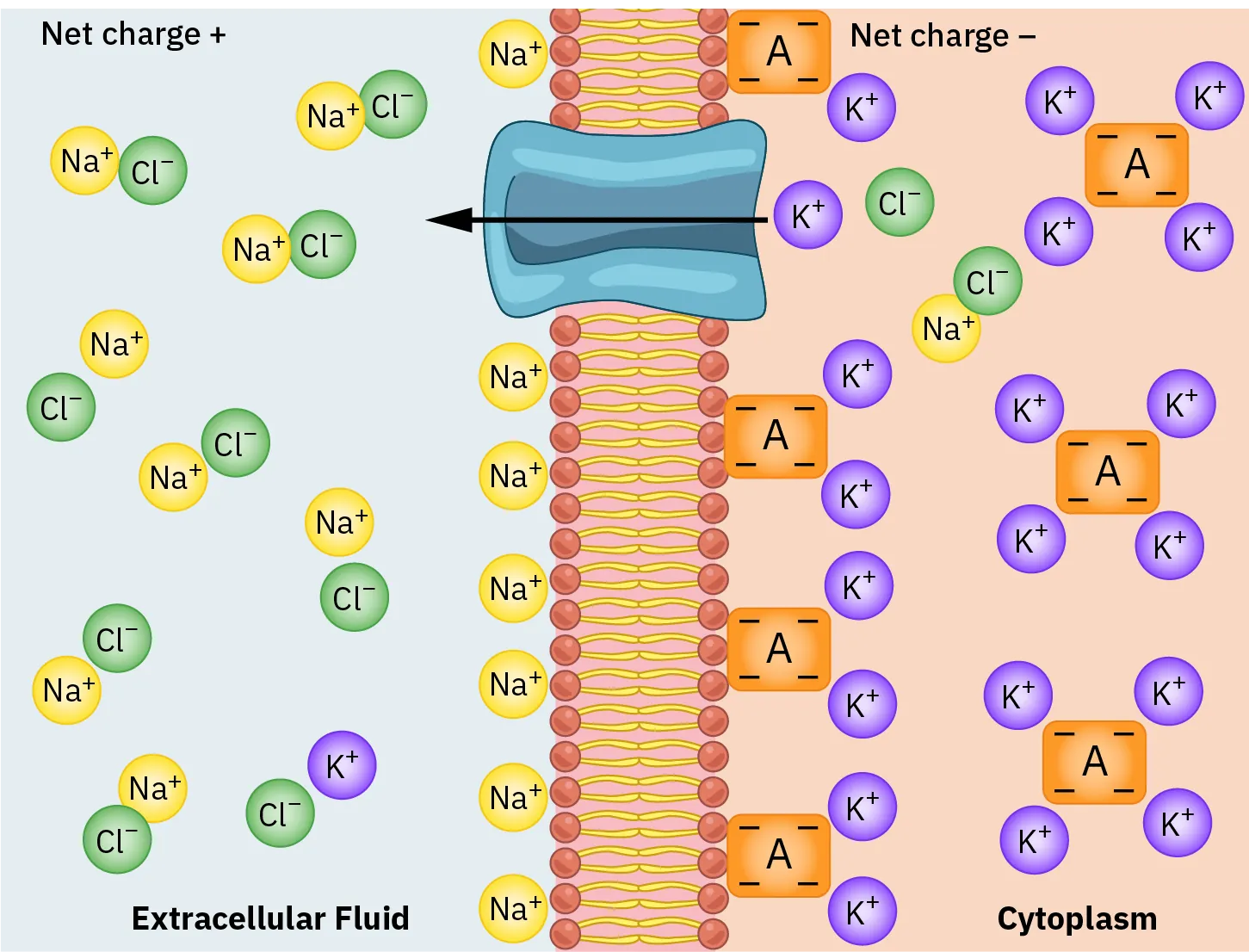 A diagram shows how a sodium-potassium-ATPase pump draws sodium ions out of cells and potassium ions into them. The diagram is divided in half by a lipid bilayer; A tunnel shaped object bisects this layer; an arrow points from the right to the left. On the right side is cytoplasm with a negative net charge. There are mostly potassium ions, with a few sodium ions. A potassium ion is near the tunnel shaped object and the arrow indicates it is crossing to the other side. The left side is extracellular fluid with a positive net charge. There are mostly sodium chloride molecules. Lined up along the lipid bilayer are sodium ions.