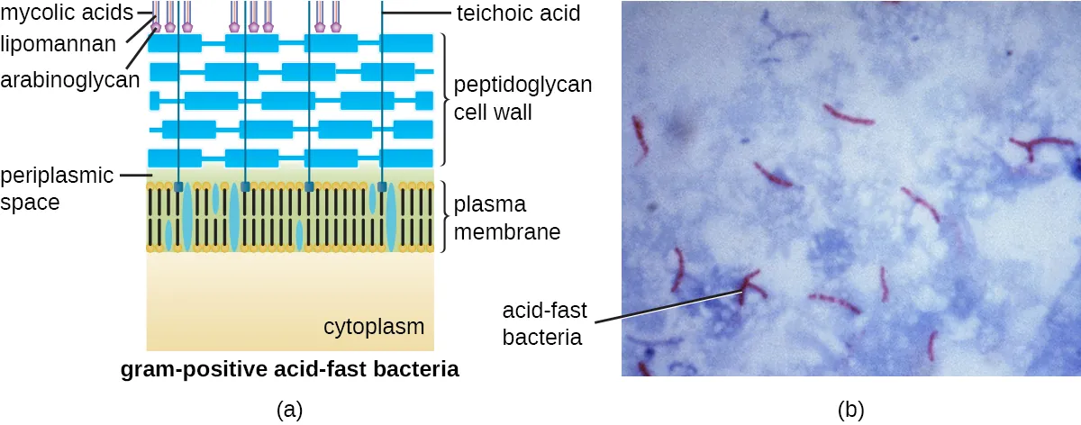 A) A diagram of gram-positive acid-fast bacteria. The plasma membrane is shown on top of the cytoplasm and a thick layer of peptidoglycan makes up the cell wall outside the plasma membrane. Teichoic acids connect the peptidoglycans to the plasma membrane. On top of the peptidoglycans are mycolic acids, lipomannan and arabinoglycans. B) A micrograph of red cells labeled acid fast bacteria.