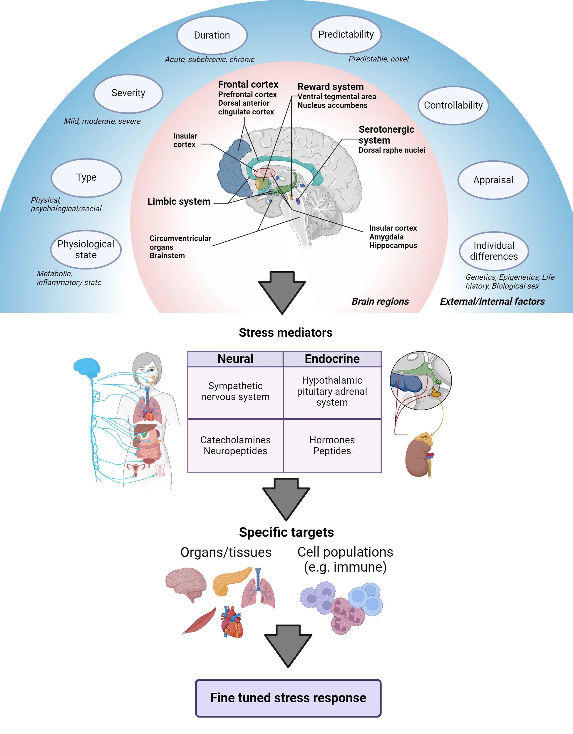 Large multi-part diagram. Top shown a sagittal midline view of a human brain with structures labeled in a circular pattern around the brain, clockwise from ~8 o’clock to 4  o’clock: Circumventricular organs, brainstem, limbic system, insular cortex, frontal cortex (prefrontal cortex, dorsal anterior cingulate cortex), reward system (ventral tegmental area, nucleus accumbens, serotonergic system (dorsal raphe nuclei), insular cortex, amygdala, hippocampus. Outside of those brain regions, are stressor components, clockwise from ~8 o’clock to 4  o’clock: Physiological state (metabolic, inflammatory state), type (physical, psychological/social), severity (mild, moderate, severe), Duration (acute, subchronic, chronic), predictability (predictable, novel), controllability, appraisal, individual differences (genetics, epigenetics, life history, biological sex). This circular array feeds down on Stress mediators: Neural (sympathetic nervous system, catecholamines, neuropeptides) and Endocrine (hypothalamic pituitary adrenal system, hormones, peptides). Those mediators feed down on specific targets: organs/tissues, cell populations (e.g. immune). Those targets feed down on “fine tuned stress response.”