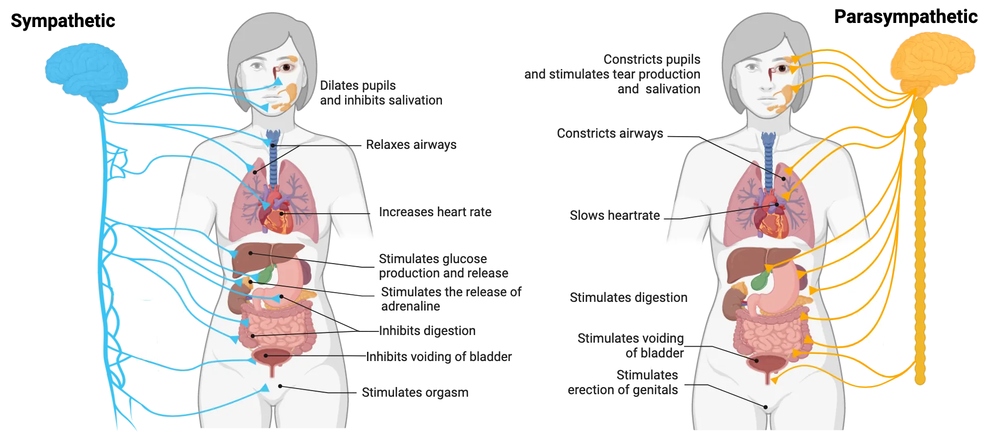 Diagrams of sympathetic and parasympathetic systems, showing nerve paths from spinal cord (sympathetic) or vagus nerve (parasympathetic) to visceral organs that they innervate. Parasympathetic functions: constricts pupils and stimulates tear production and salivation, constricts airways, slows heartrate, stimulates digestion, stimulates voiding of bladder, stimulates erection of genitals. Sympathetic functions: dilates pupils and inhibits salivation, relaxes airways, increases heartrate, stimulates glucose production and release, stimulates the release of adrenaline, inhibits digestion, inhibits voiding of bladder, stimulates orgasm.