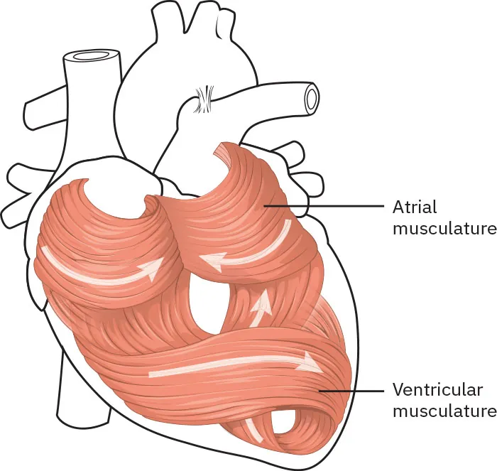 A diagram showing the heart’s cardiac muscles.