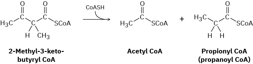 The reaction shows the metabolism of isoleucine (2-methyl-3-keto-butyryl coenzyme A) to acetyl coenzyme A and propionyl coenzyme A.